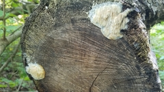 Radulomyces copelandii