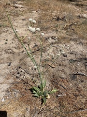 Eriogonum elatum