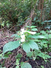 Impatiens glandulifera