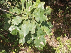 Quercus stellata