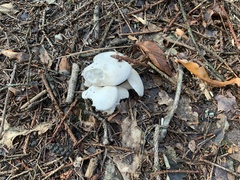 Leucocybe connata