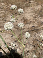 Eriogonum elatum
