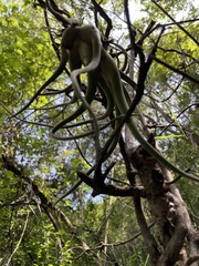 Tillandsia caput-medusae
