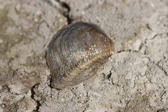 Truncilla truncata