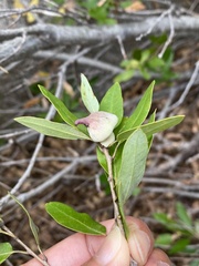 Heteroecus sanctaeclarae