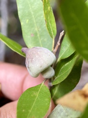 Heteroecus sanctaeclarae