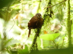 Thripadectes ignobilis