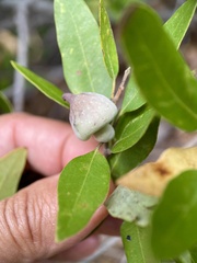 Heteroecus sanctaeclarae