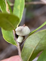 Heteroecus sanctaeclarae