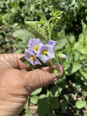 Solanum xanti