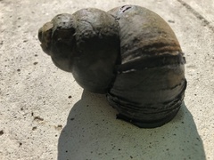 Cipangopaludina chinensis