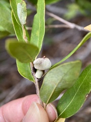 Heteroecus sanctaeclarae