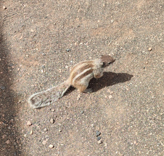 Atlantoxerus getulus