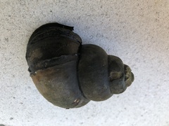 Cipangopaludina chinensis