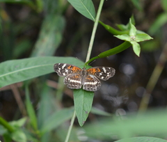 Anthanassa texana seminole