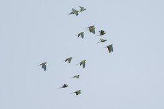 Orthopsittaca manilatus