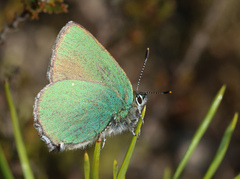 Callophrys rubi