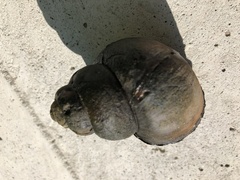 Cipangopaludina chinensis