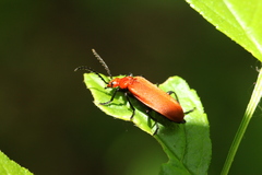 Pyrochroa serraticornis