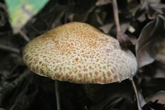 Suillus spraguei