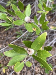 Heteroecus sanctaeclarae