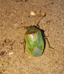 Piezodorus guildinii