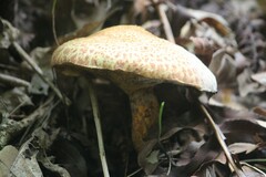 Suillus spraguei