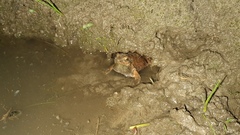 Physalaemus nattereri