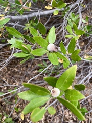 Heteroecus sanctaeclarae