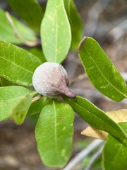 Heteroecus sanctaeclarae