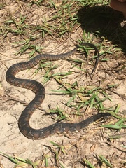 Nerodia fasciata