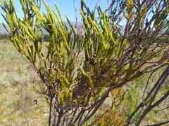Leucadendron corymbosum