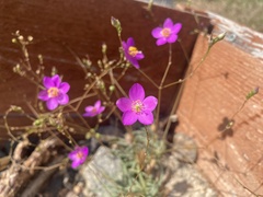 Phemeranthus calycinus