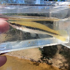 Fundulus olivaceus