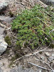 Selaginella rupestris