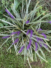 Liriope