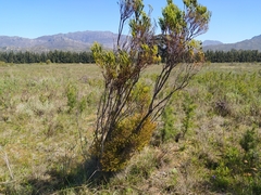 Leucadendron corymbosum