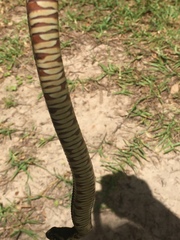 Nerodia fasciata