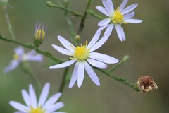 Symphyotrichum undulatum