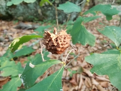 Callirhytis seminator