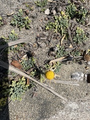 Agoseris apargioides