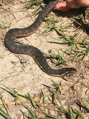 Nerodia fasciata