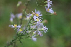 Symphyotrichum undulatum