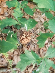 Callirhytis seminator