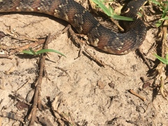 Nerodia fasciata