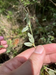 Croton michauxii elliptica