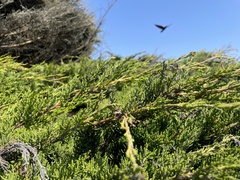 Cupressus macrocarpa
