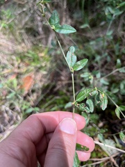 Croton michauxii elliptica