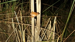 Dendropsophus minutus