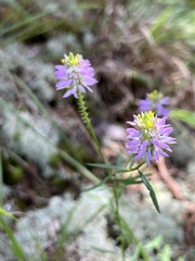 Polygala curtissii